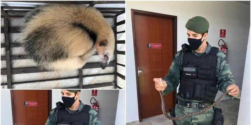 Batalhão de Polícia Ambiental entra em alerta para atender chamados de resgates de animais a partir deste mês