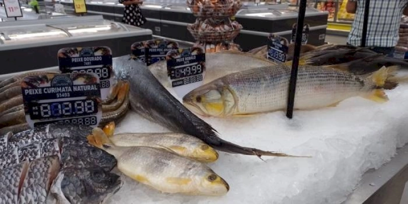 Peixes têm quantidade limitada para captura em 2024