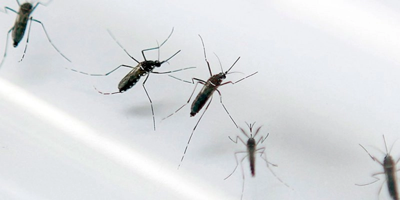 Zika: litoral norte da Paraíba registra quase dois mil casos da doença