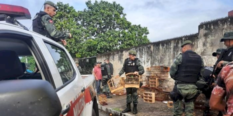 Operação Dia das Mães: Polícia apreende mais de 90 aves silvestres e prende homem com tornozeleira eletrônica