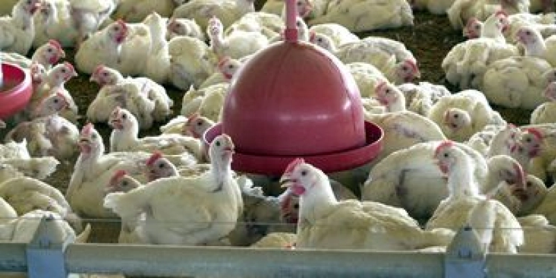 BRF recolhe carne de frango por risco de contaminação por salmonella