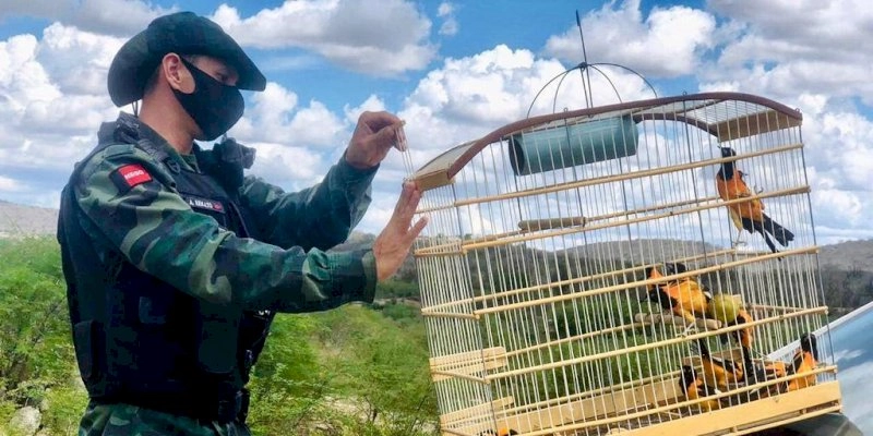 Dia D para entrega voluntária de animais silvestres acontece nesta sexta-feira em três cidades da Paraíba 