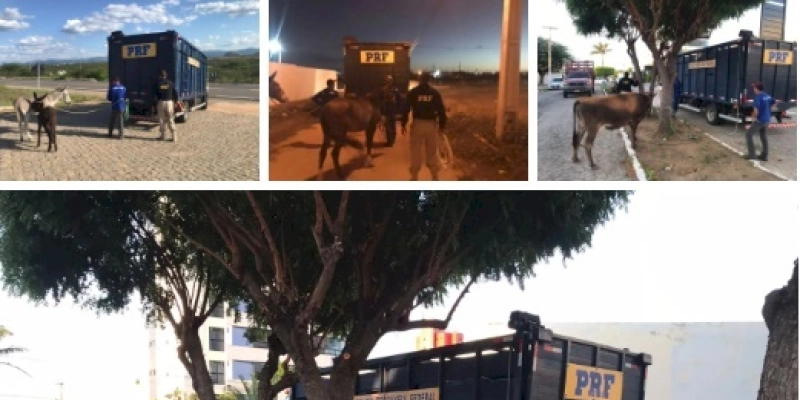 PRF realiza ação conjunta com prefeitura municipal para retirar animais das margens de rodovias federais e de vias públicas, em Patos
