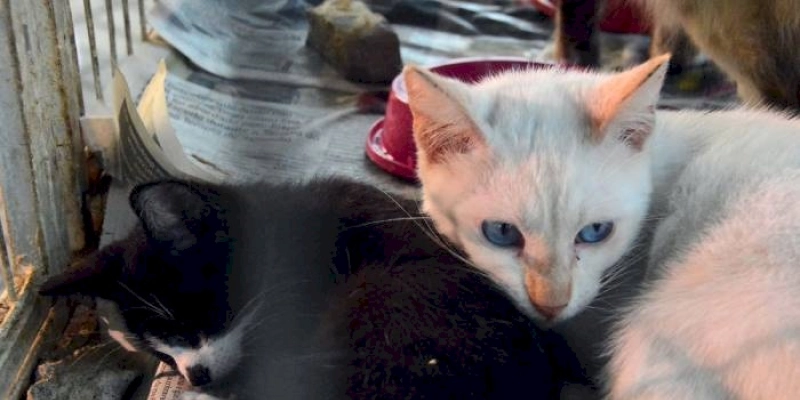 Prefeitura inicia castração de cães e gatos de rua na segunda semana de abril