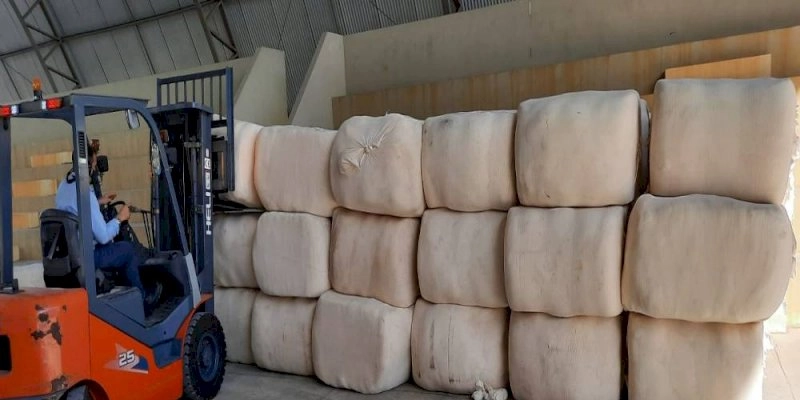 Facilidade para Comercialização: Instituto SENAI Têxtil e Confecção vai beneficiar algodão orgânico produzido por agricultores paraibanos em consórcios agroecológicos
