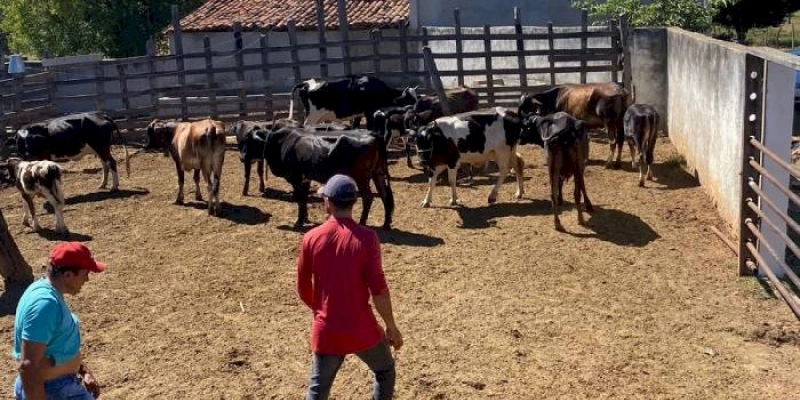  +PECUÁRIA BRASIL: eficiência do programa revoluciona a pecuária agrofamiliar em São José da Lagoa Tapada-PB 