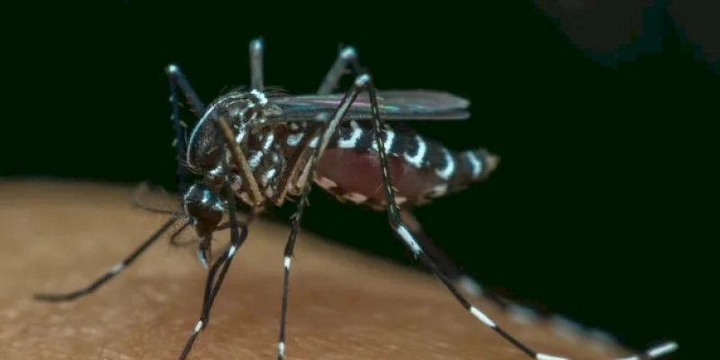 Paraíba confirma a segunda morte por dengue; outros três casos estão em investigação