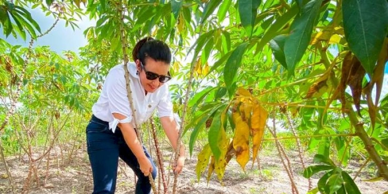Arranjo Produtivo da Mandiocultura recebe visita técnica da deputada Pollyanna Dutra