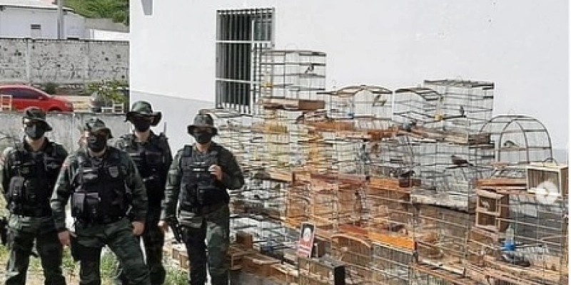 Mais de cem aves silvestres são apreendidas pela polícia militar, na Paraíba 