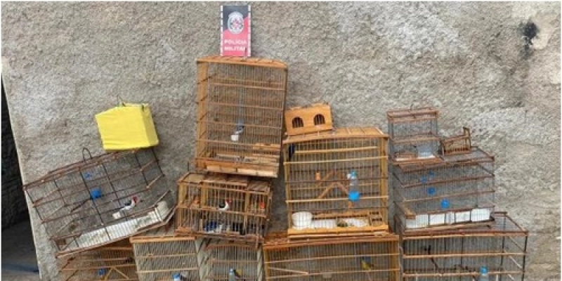 Polícia apreende aves silvestres e aplica multa a proprietário no sertão da Paraíba 