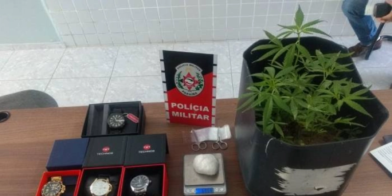 Pés de maconha e porções de cocaína são apreendidos pela PM na tarde desta quinta