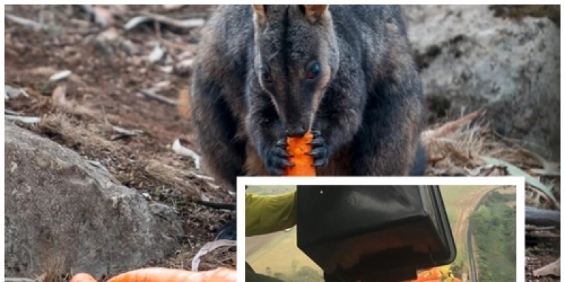Com helicópteros, governo joga alimentos para animais sobreviventes de incêndios na Austrália