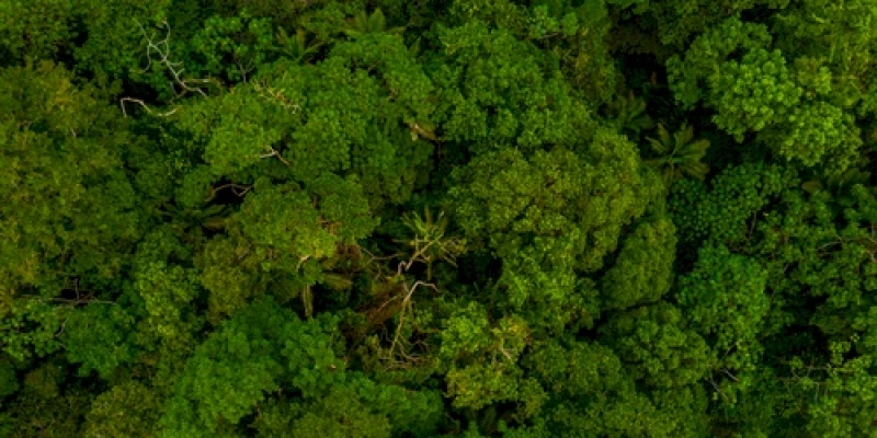 Brasil lidera com a maior parcela do território coberto por florestas entre os competidores internacionais do agronegócio, diz Ipea