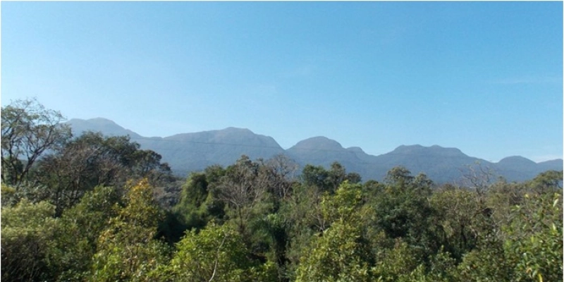 Composto de planta da Mata Atlântica combate leishmaniose e Chagas
