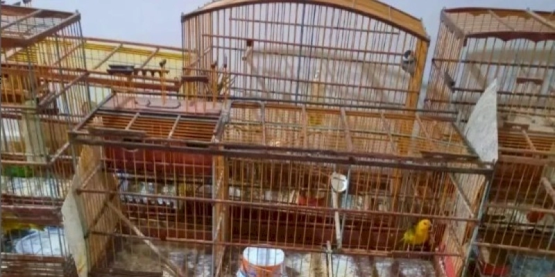 Batalhão de Polícia Ambiental da Paraíba resgata aves silvestres e aplica multa ao proprietário 