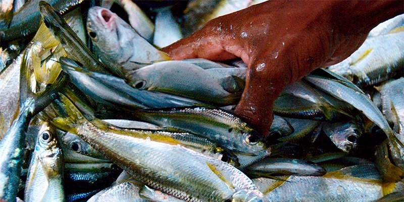 Estudo aponta que pesca no Brasil continua sendo feita “no escuro”