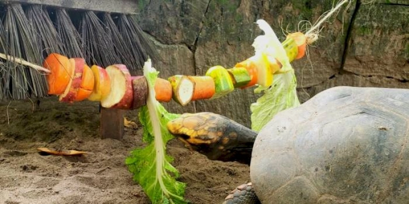 Parque Arruda Câmara promove ‘Natal Animal’ nesta terça, quarta e quinta-feira