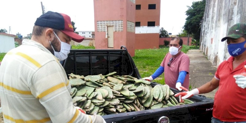 Produtores de Solânea ganham unidade de produção de palma forrageira