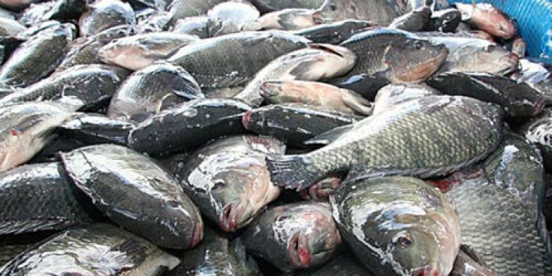 Preços do quilo de peixe têm variação de até 84,88% em Cajazeiras