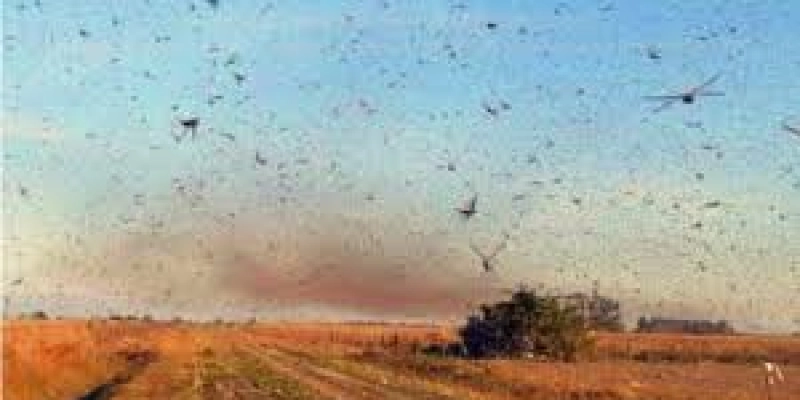 Nuvem de gafanhotos volta a preocupar agricultores brasileiros