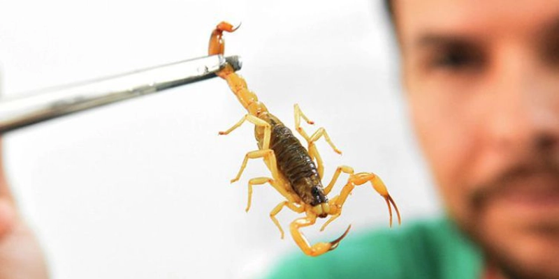 Saúde alerta para picadas de escorpião, mais comuns no verão