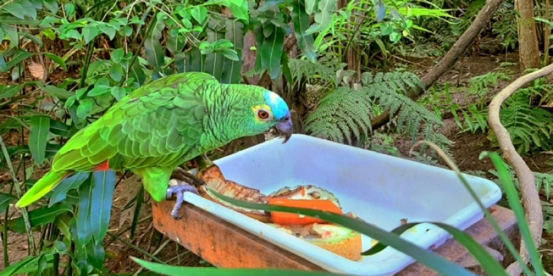 Prefeitura de João Pessoa reforça importância dos cuidados com a causa animal