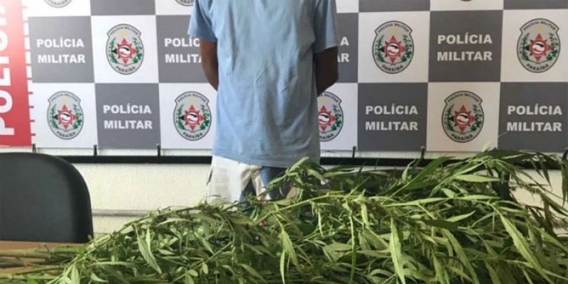 Polícia descobre plantação de maconha no quintal da casa de um gesseiro