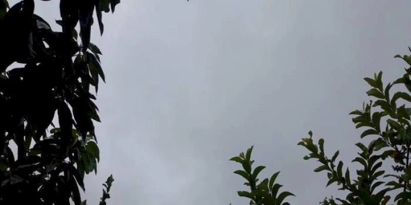 Chove em vários municípios da região de Sousa e de Pombal; pluviômetros registraram chuvas de 115 milímetros em São Bentinho