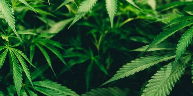 Empresários analisam plantio de maconha no Nordeste do país