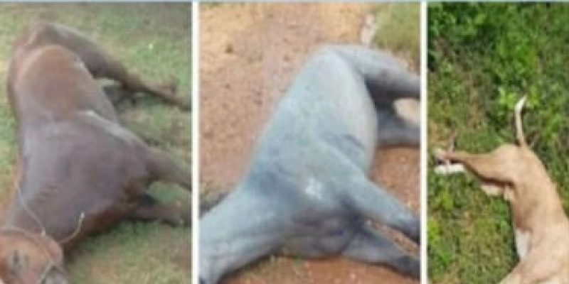 Dois cavalos e um cachorro morrem após sofrerem ataque de abelhas em Paulista 
