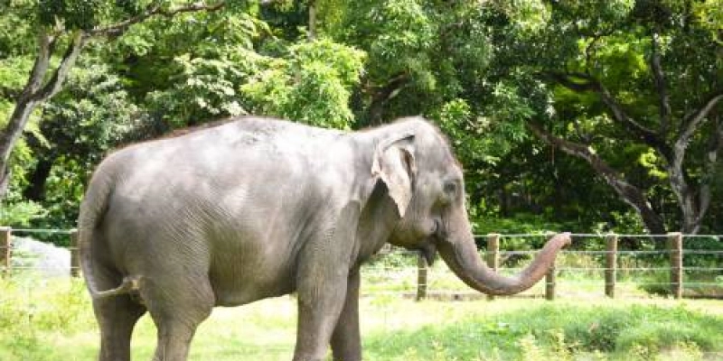 Frente Parlamentar Ambientalista da ALPB avalia condições de vivência da elefanta Lady e discute transferência de animal