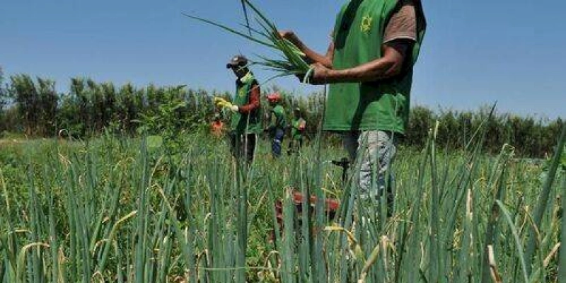 Ministério da Agricultura libera R$ 74 milhões em recursos do Garantia-Safra
