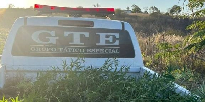 Após denúncias via 197, Polícia Civil apreende mais de 100 pés de maconha, na Paraíba