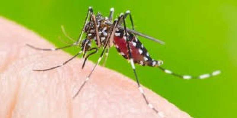  Dengue: sintomas costumam ser leves, mas podem evoluir para casos graves