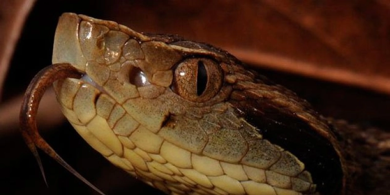 Acidentes com animais peçonhentos prevalecem na zona rural da Paraíba e podem ser evitados