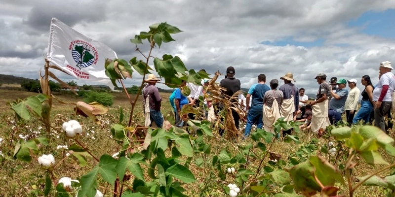 Agricultores da Agrovila Águas de Acauã começam colheita de algodão do roçado coletivo