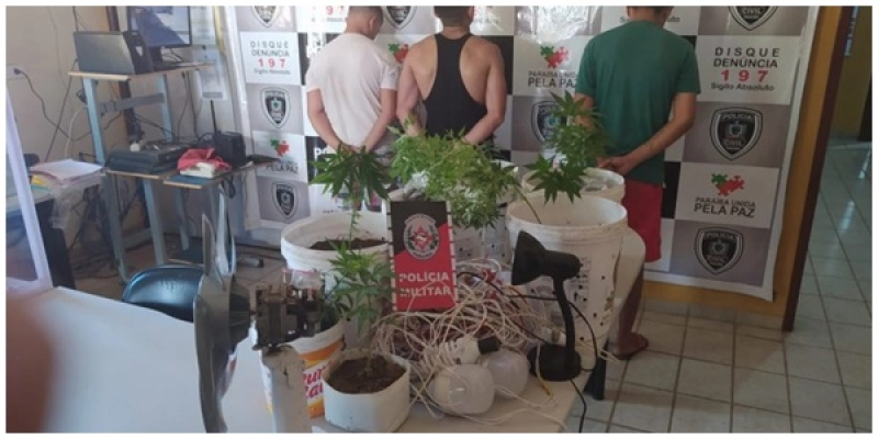 Três pessoas são detidas e plantação de maconha é apreendida pela polícia militar, no sertão do estado 