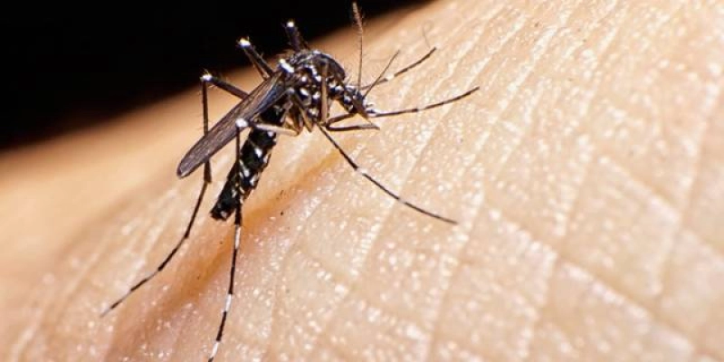 Dengue: Estados voltam a registrar circulação significativa do sorotipo 1