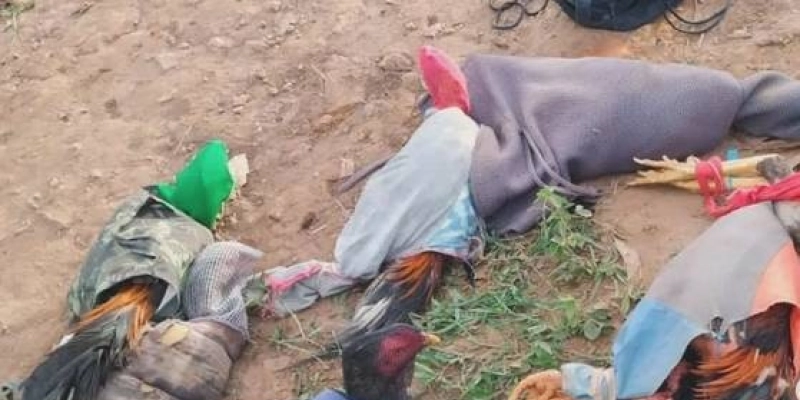 Batalhão Ambiental combate rinha de galos no interior da Paraibano