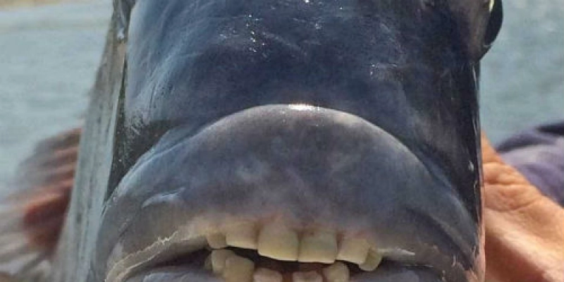 Peixe com "dentes humanos" é capturado nos Estados Unidos; veja
