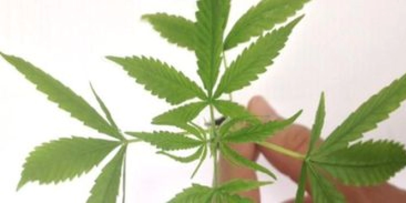 Anvisa fará consultas públicas sobre regulamentar a Cannabis medicinal