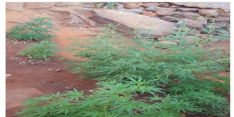 NO SERTÃO - Polícia encontra plantação de maconha no quintal de uma casa