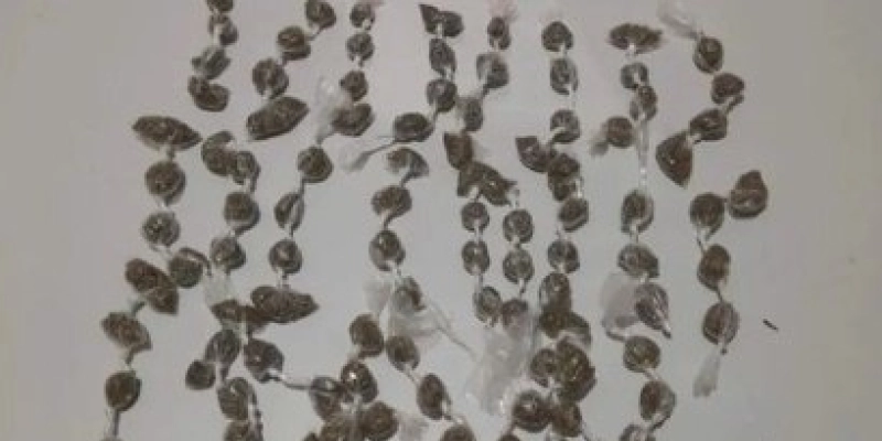 NA PB – Polícia realiza apreensão de aproximadamente 100 papelotes de maconha 