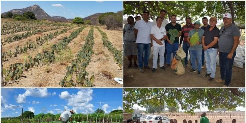 Empaer realiza dia de campo sobre palma forrageira e distribui raquetes para agricultores sertanejos