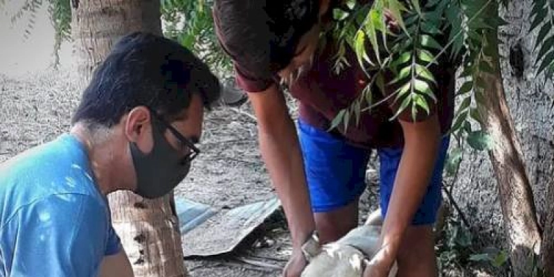 Departamento de Vigilância Ambiental dar sequência ao Trabalho de Controle da Leishmaniose Visceral em Aparecida