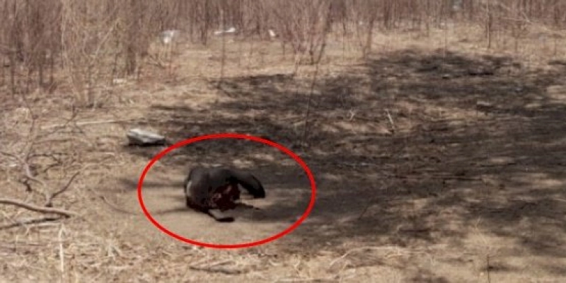 AÇÃO CRIMINOSA – Elementos desconhecidos invadem fazenda, matam boi e fogem levando toda a carne do animal, no Sertão 