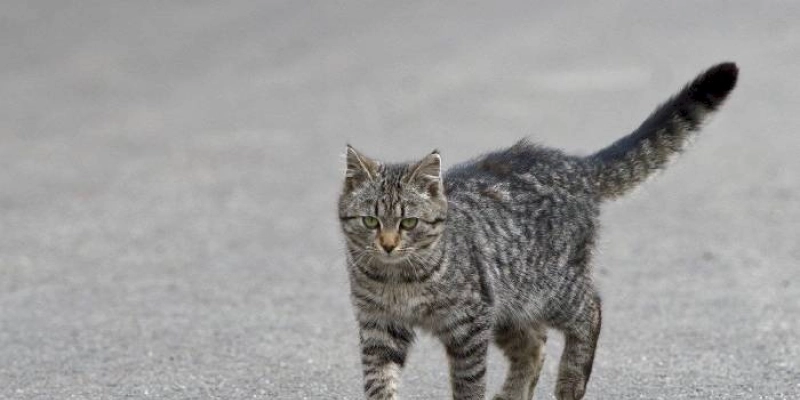 Governo do Estado promove 3ª Feira de Educação, Cuidados e Adoção Animal, em João Pessoa, neste sábado (20)