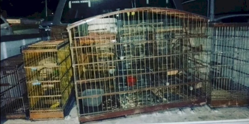 Batalhão Ambiental apreende onze aves silvestres presas em gaiolas na PB 