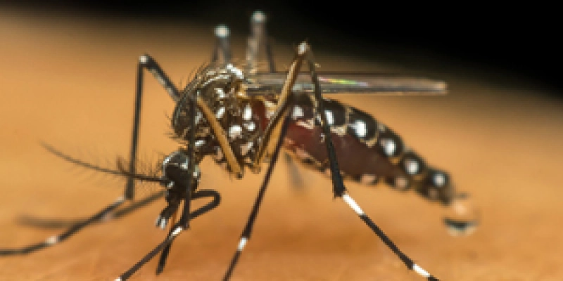 Saúde divulga boletim das arboviroses e alerta para risco de epidemia de dengue