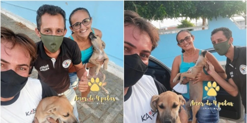 Populares criam projeto para resgatar cachorros de rua e encontrarem um novo lar, em Aparecida 
